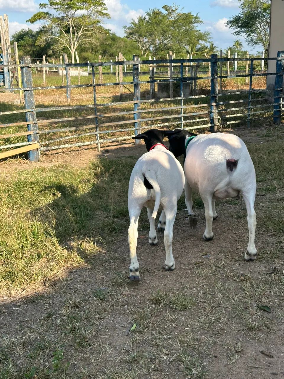 Ovelha Parida  - Foto 4