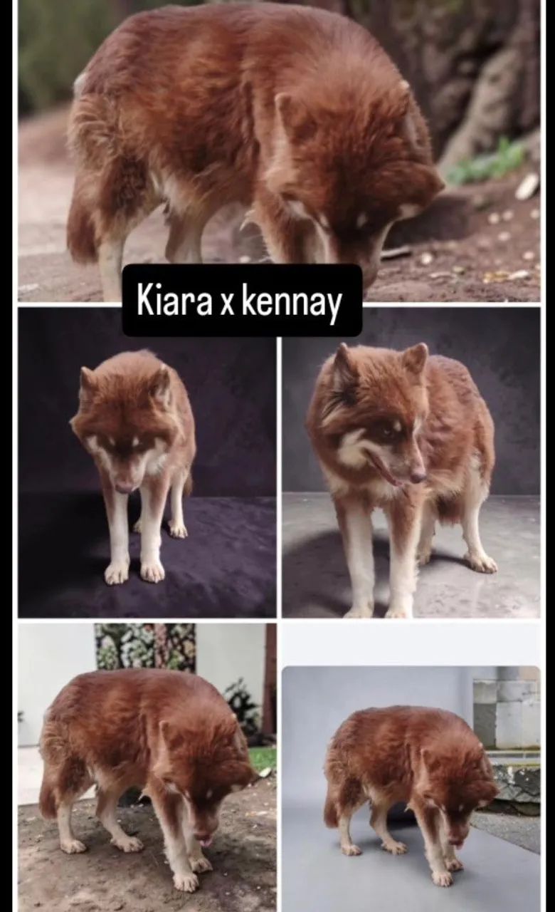 Husky siberiano wolly