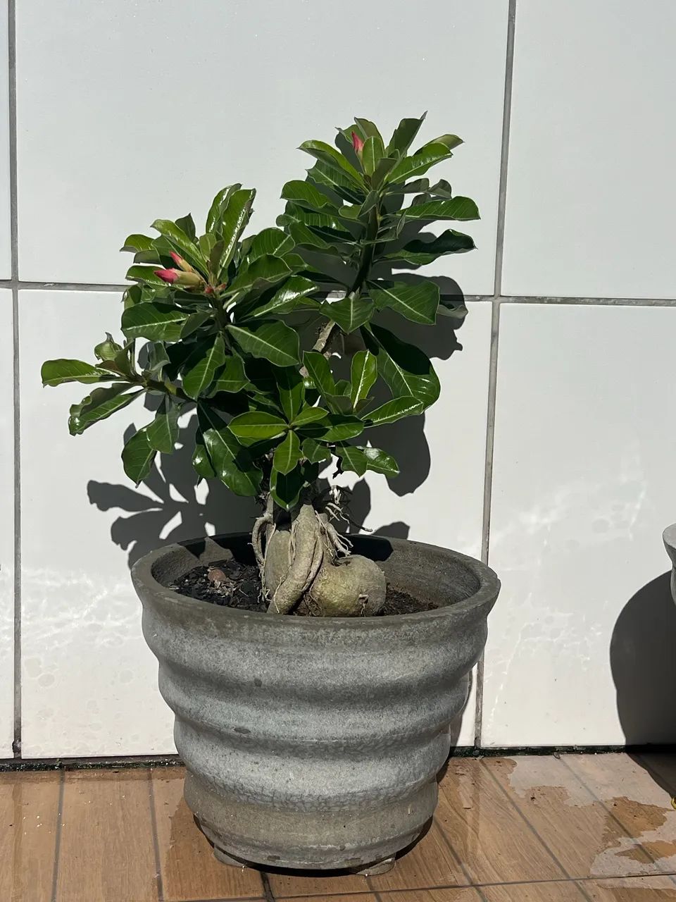 Vaso rosa do deserto