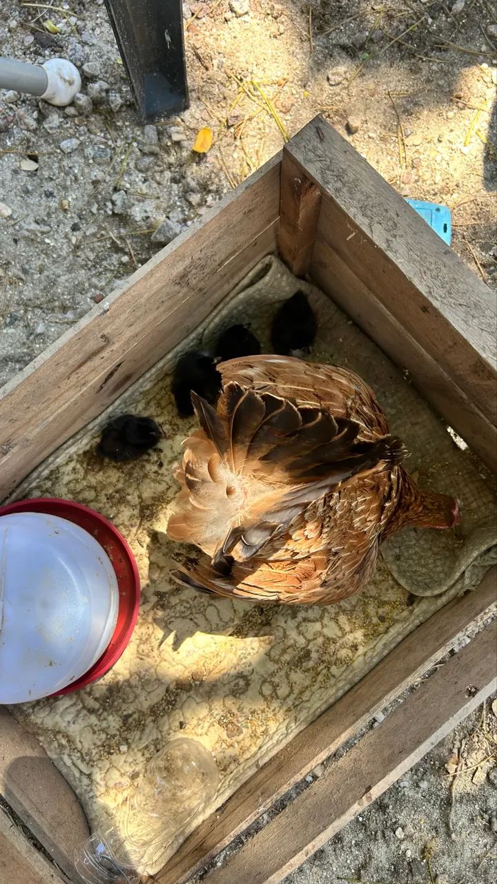 Galinha  - Foto 2