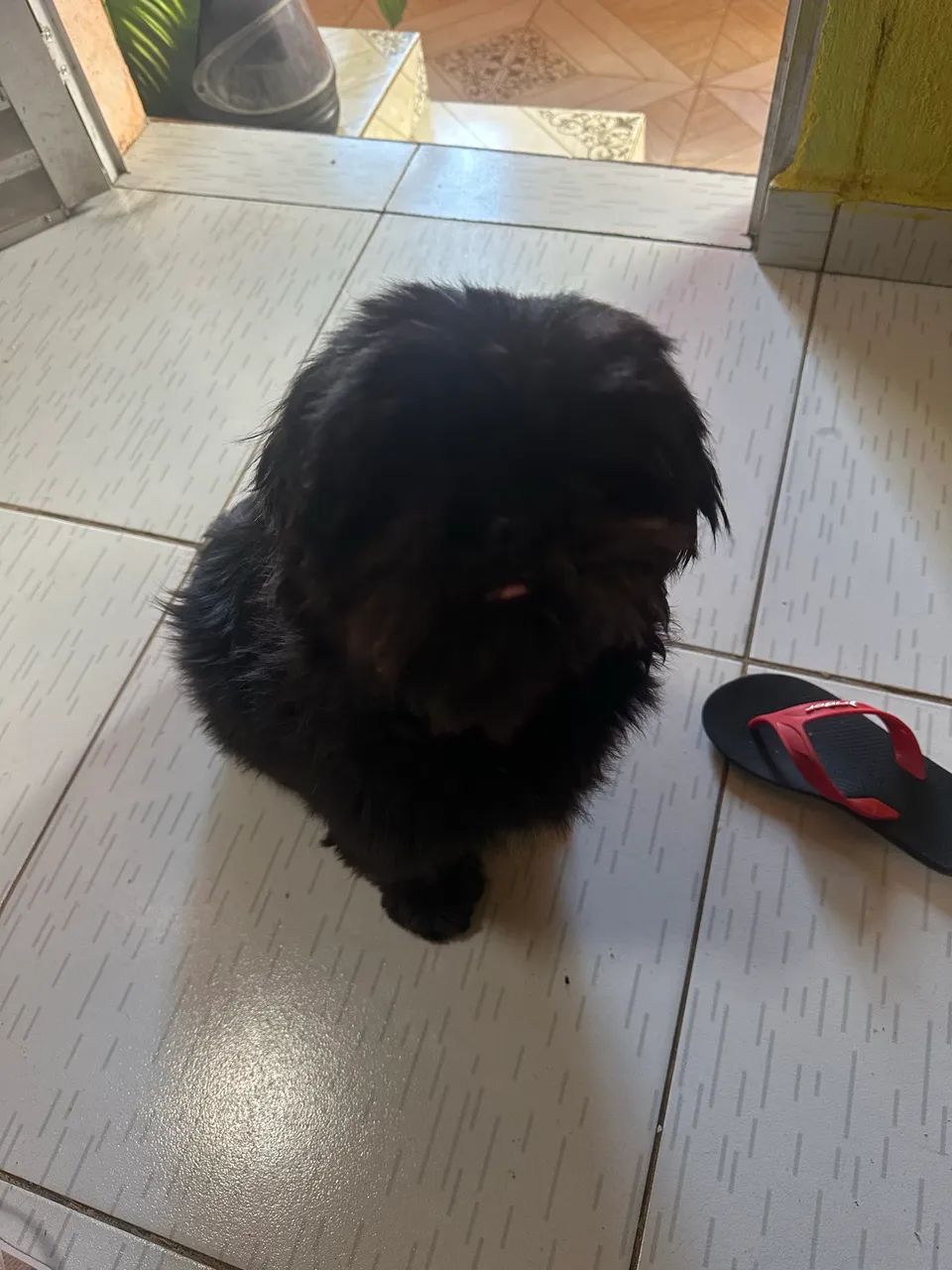 Cachorro  - Foto 3