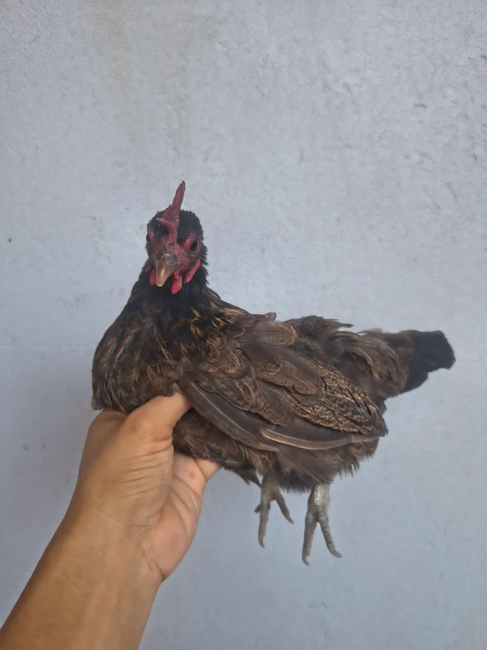 Casal de garnizer top  - Foto 4