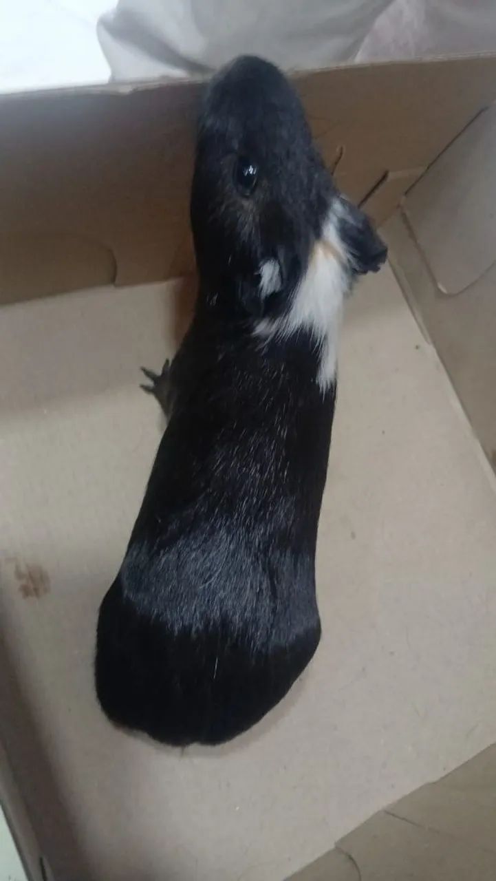 cercadinho para porquinho da india - Foto 2