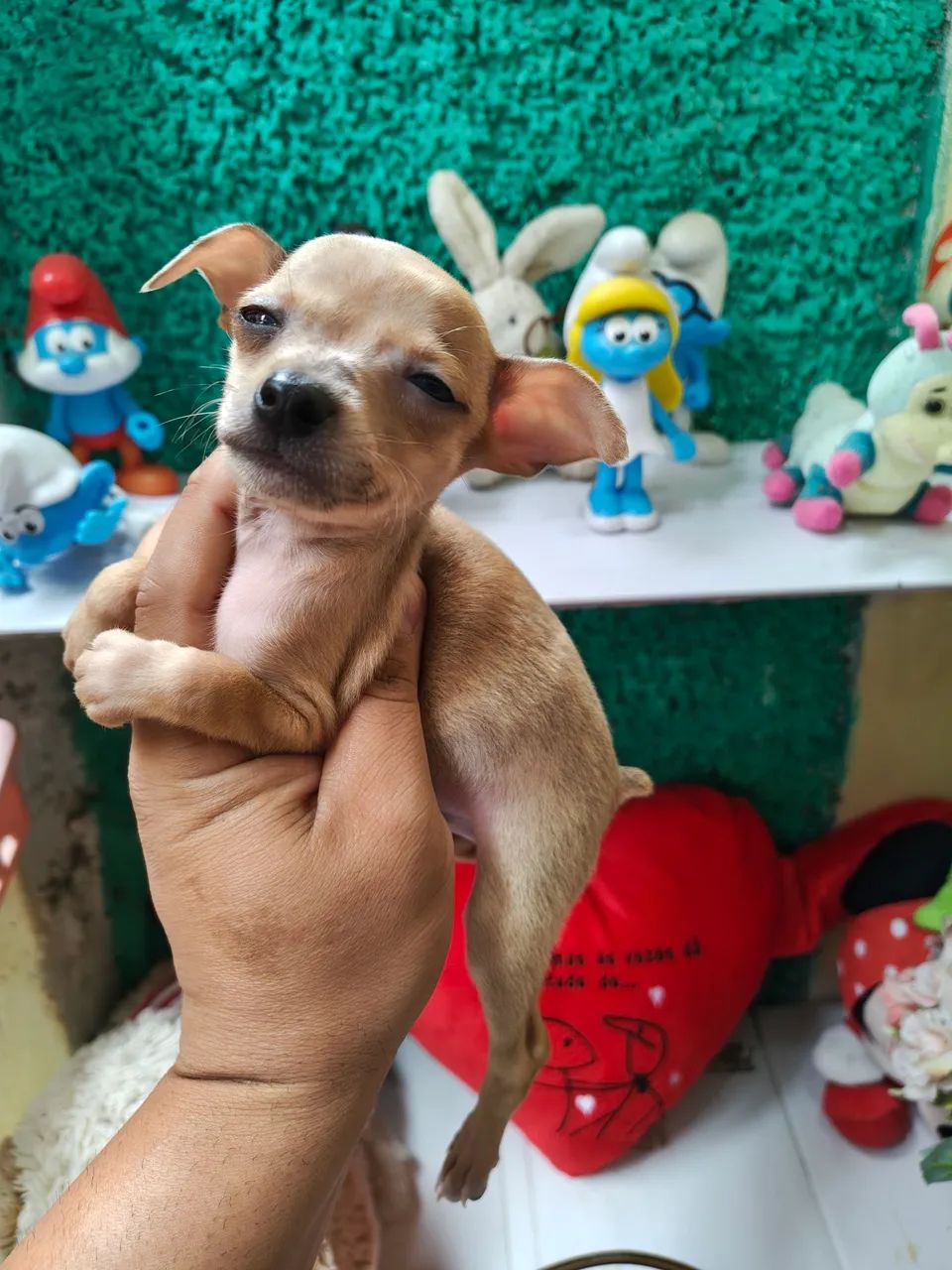 Pinscher  - Foto 5