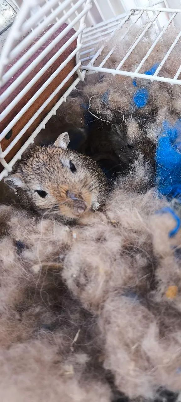 Gerbil  - Foto 3
