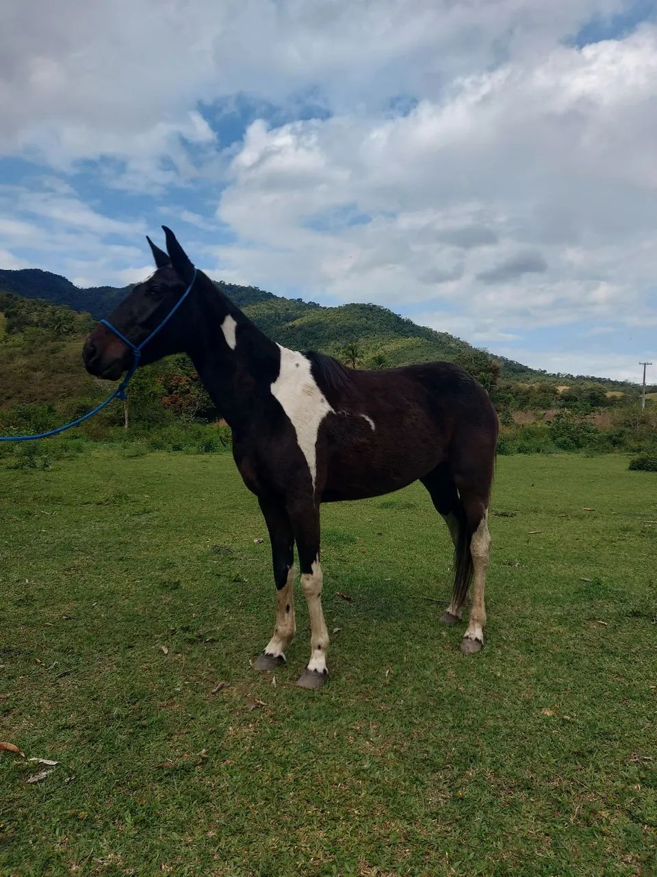 Egua pampa de preto  - Foto 2