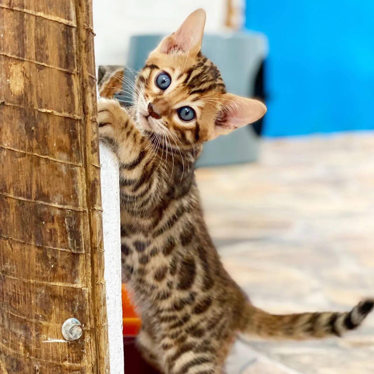 Bengal