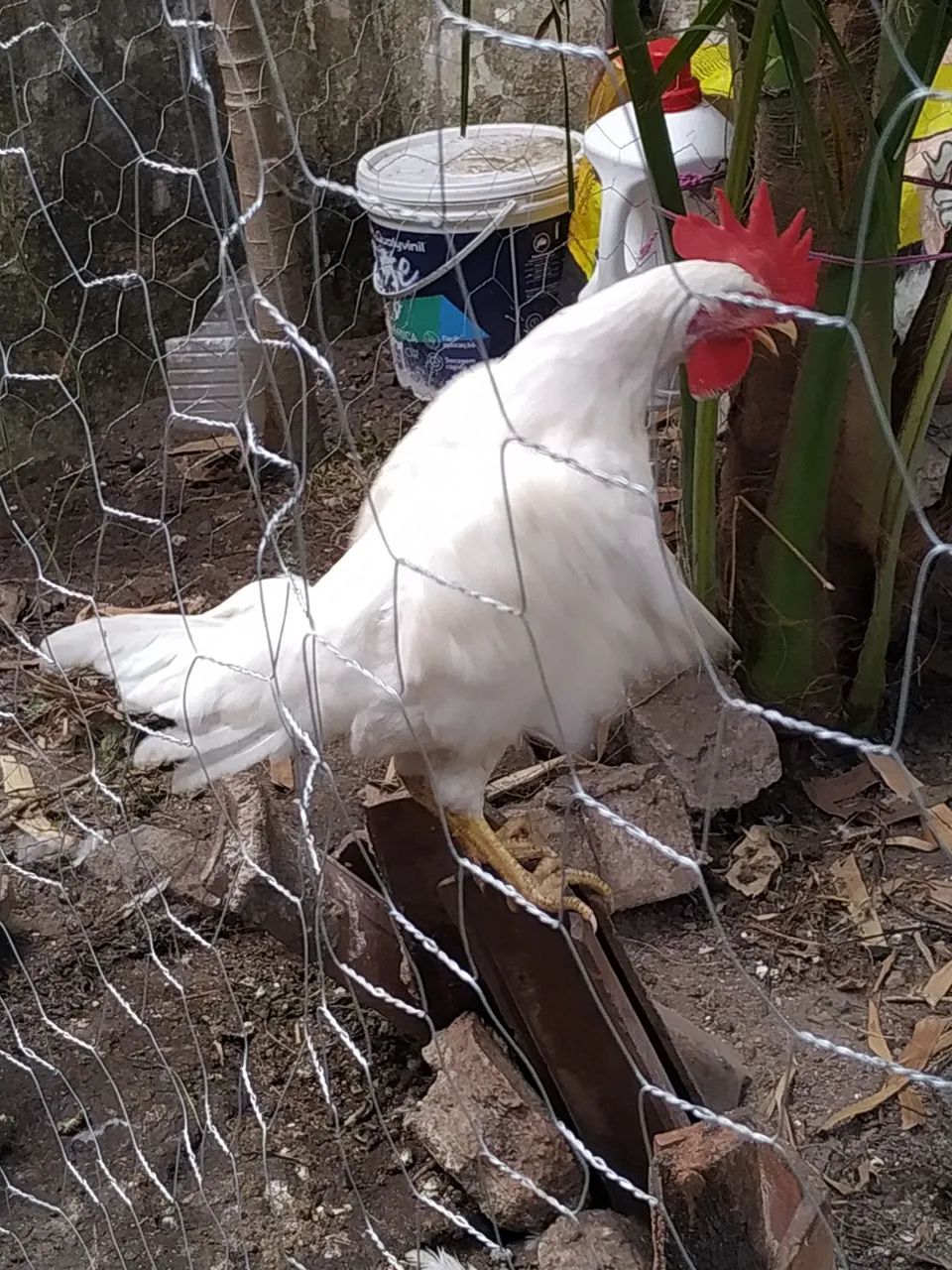 Ovos férteis de galinha GLC, legorne americana e pesadão vermelho e Embrapa 051 - Foto 6