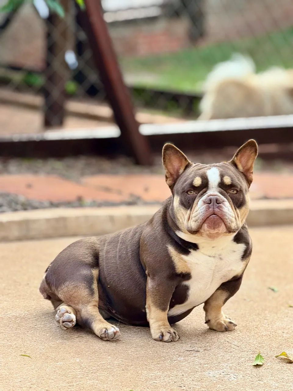 American bully - Foto 5