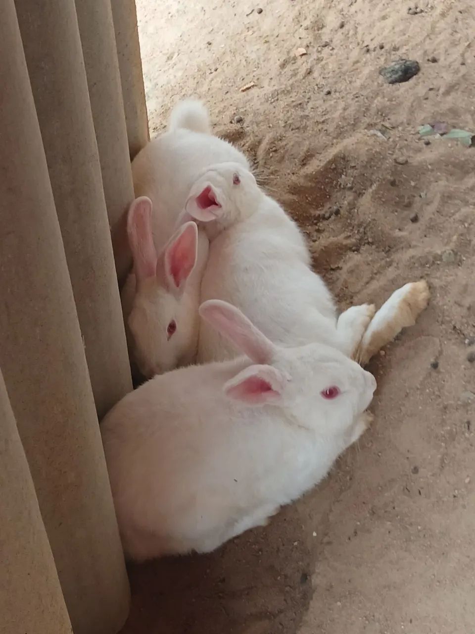 Coelhos ?  - Foto 4