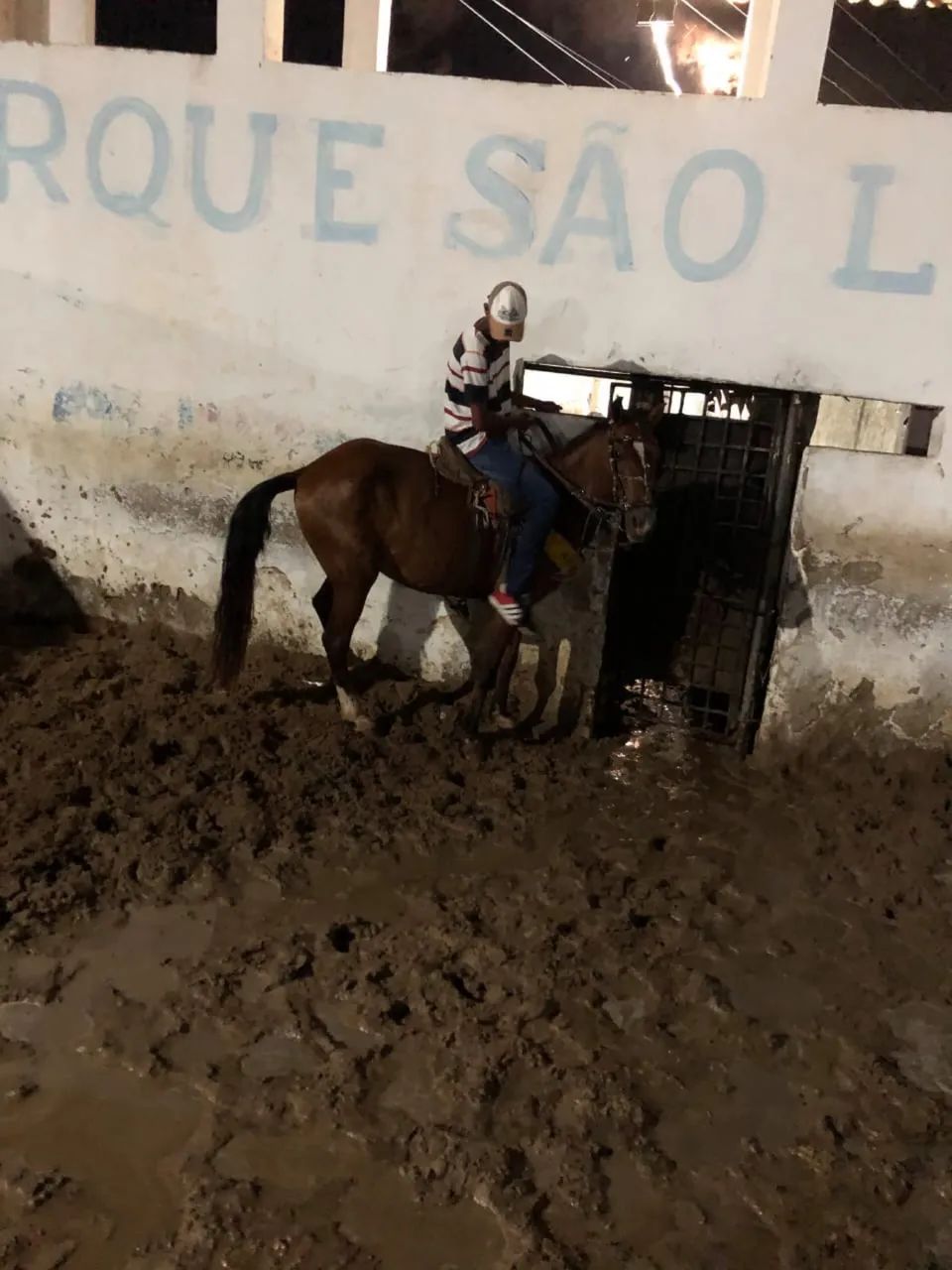 Cavalo bom de tudo  - Foto 5