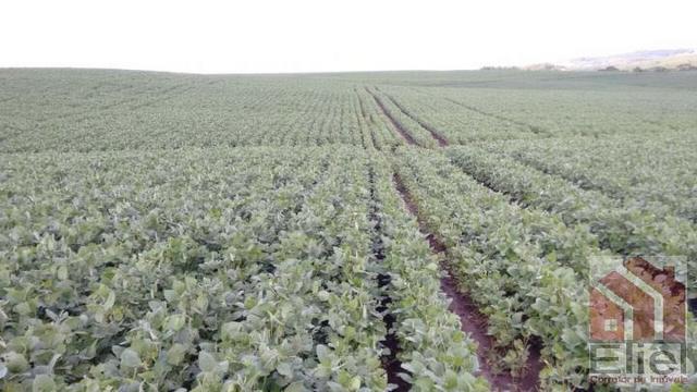 Fazenda Para Plantio de Grãos, Área Mecanizável - Foto 4