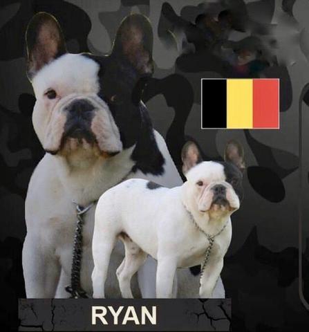 Padreador Bulldog Francês Comprovado