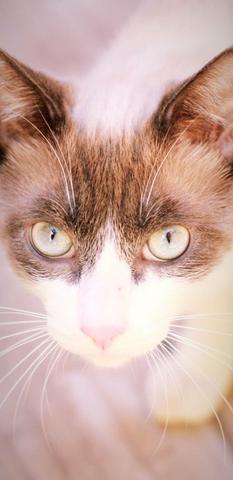 Casal de Gatos para adoção responsável - Foto 2