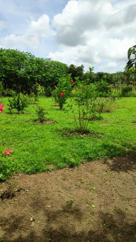 Fazenda com 140 hectares, linda casa, potencial para agropecuária e indústria de britagem - Foto 13