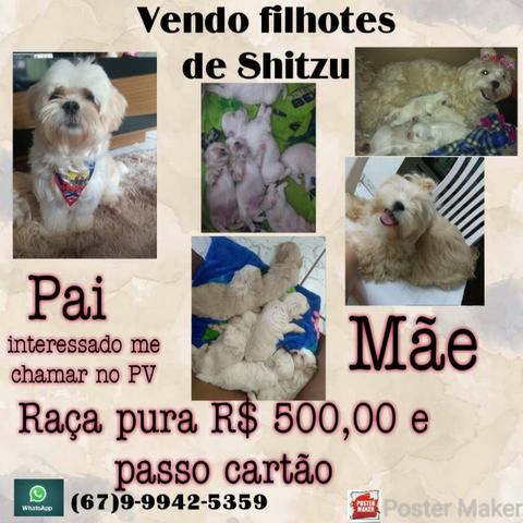Vendo filhotes de Shitzu