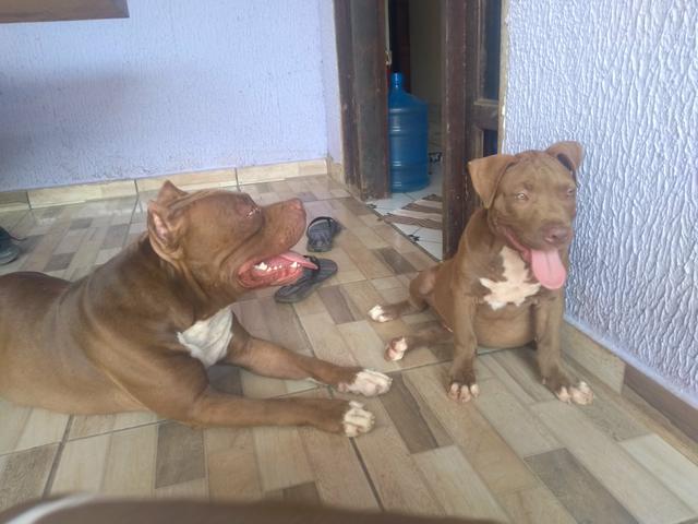 Pit Monster 3 meses