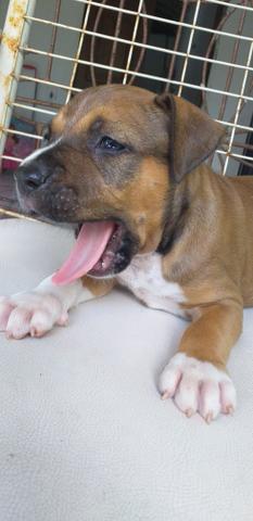 Último pitbull da ninhada - Foto 3
