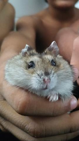 Filhote de Hamster Anão Russo