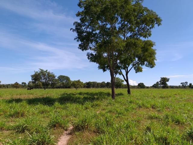 Vendo chácara na agrovila das palmeiras porteira fechada - Foto 4
