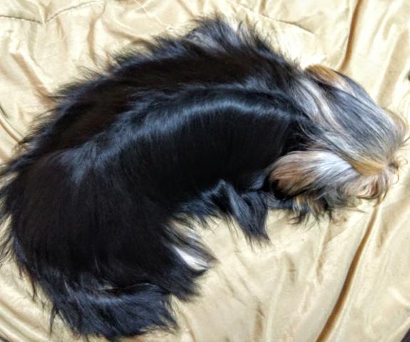 Yorkshire terrier York