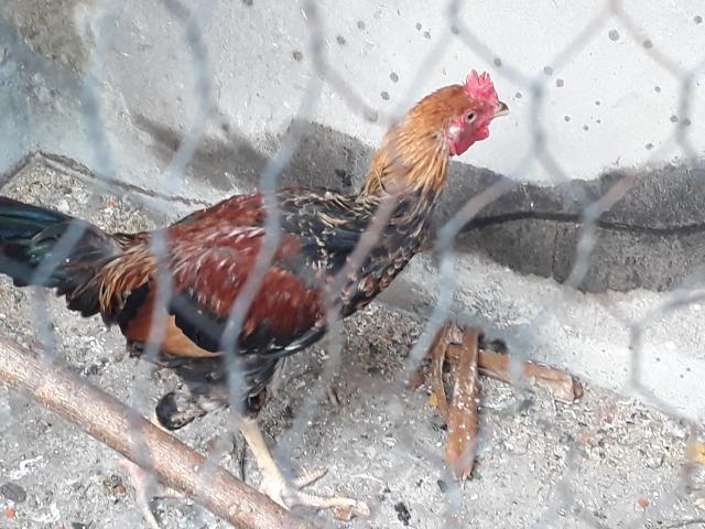Galo - Foto 5