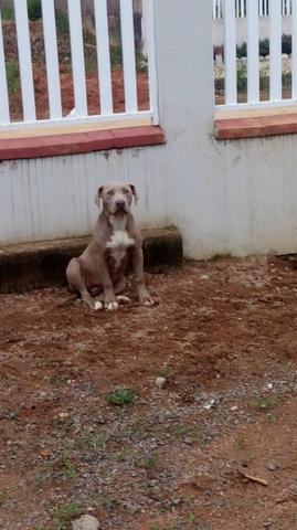 Pitbull