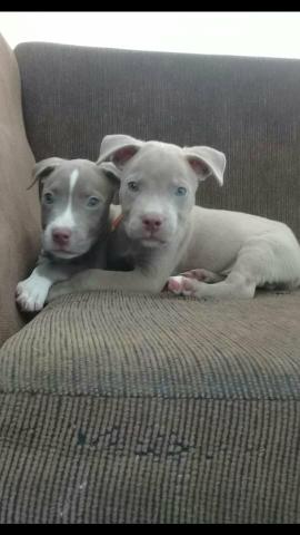 Lindos filhotes de Pitbull lilac - Foto 3