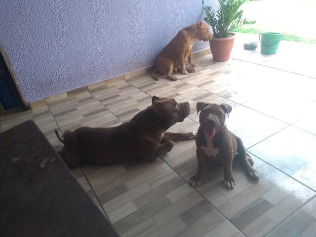Pit Monster 3 meses - Foto 2