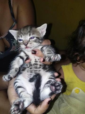 Doações de gatos - Foto 3