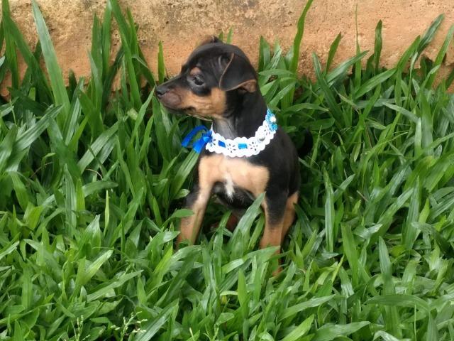 Fox Paulistinha X Pinscher Machinhos - Foto 5