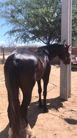 Cavalo mm vendo ou troco por qm - Foto 2