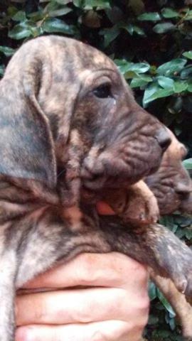 Fila Brasileiro
