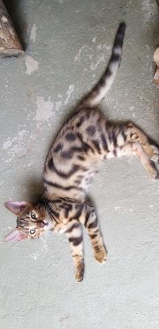 Bengal - Foto 3