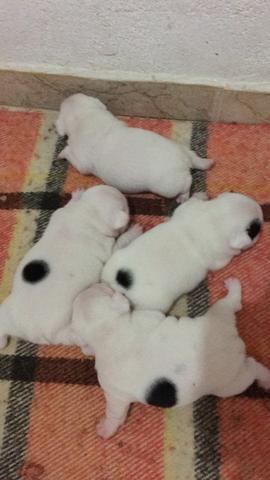 Buldogue francês - Foto 4