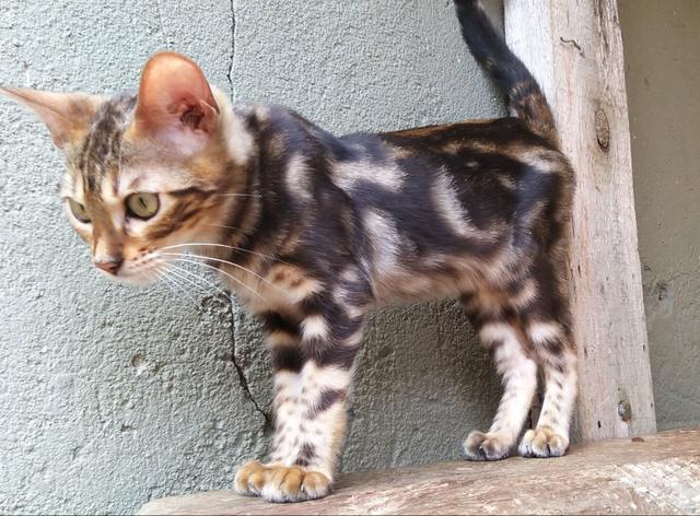 Bengal - Foto 5