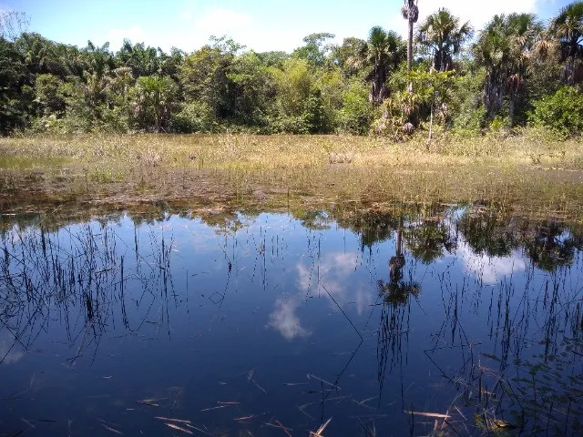 45 hectares no km 40 antes de Vigia por R$460 mil reais documentado