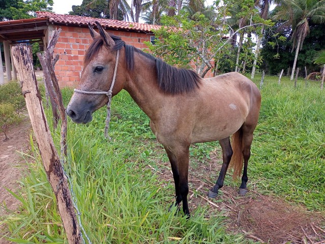 Vendo uma égua