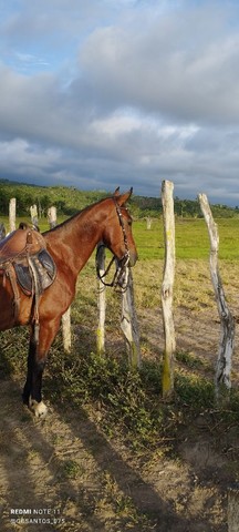 EGUA MANGALARGA 