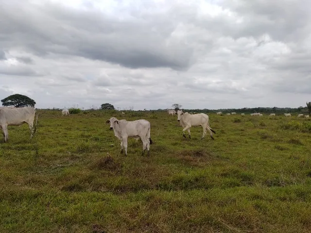 149 alqueires fazenda 4km da br 316 por 7.5 milhões