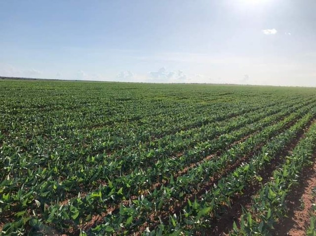 Fazenda em Rio Sono plantando lavoura.