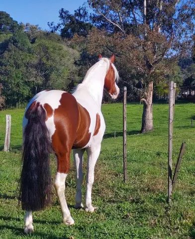 Pelagens de Equinos - Cavalo Campeiro