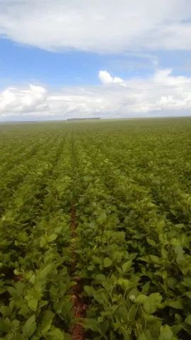 Fazenda de 17 mil hectares  em Primavera do Leste-MT - Foto 4