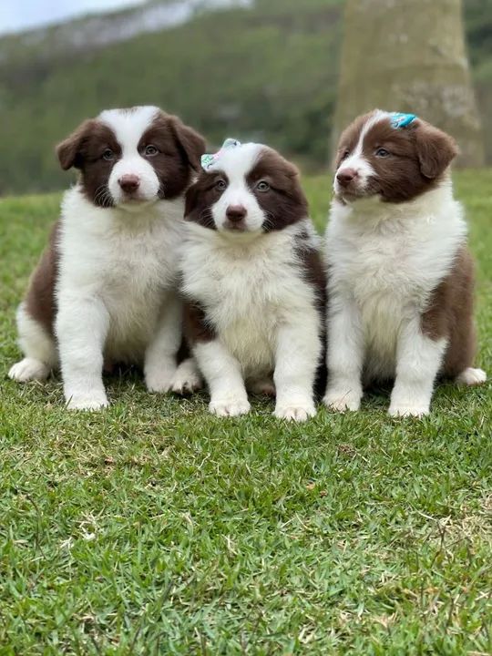 Lindos filhotes de border collie  - Foto 2