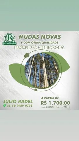 Mudas de Eucalipto, Mudas de Sansão do Campo,. - Foto 4