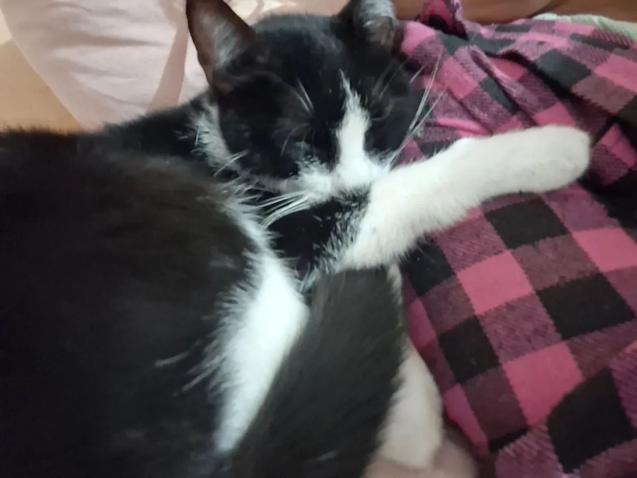 Gato fêmea castrada para adoção - Foto 3