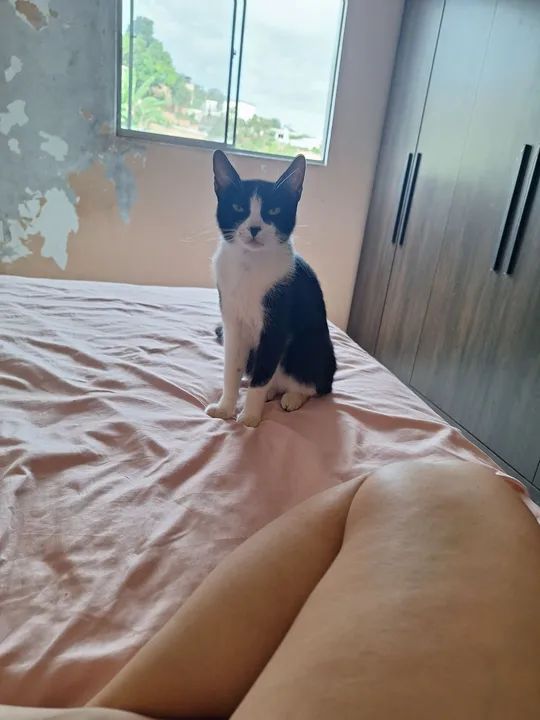 Gato fêmea castrada para adoção - Foto 4