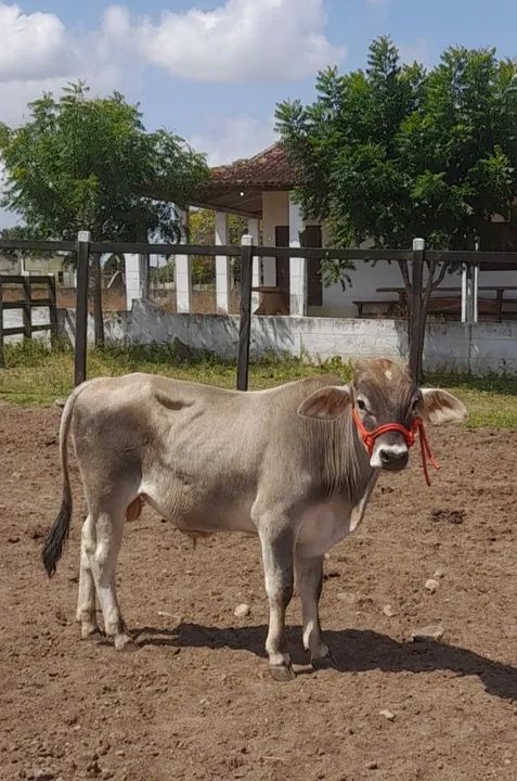Vendo um mini nelore  - Foto 3
