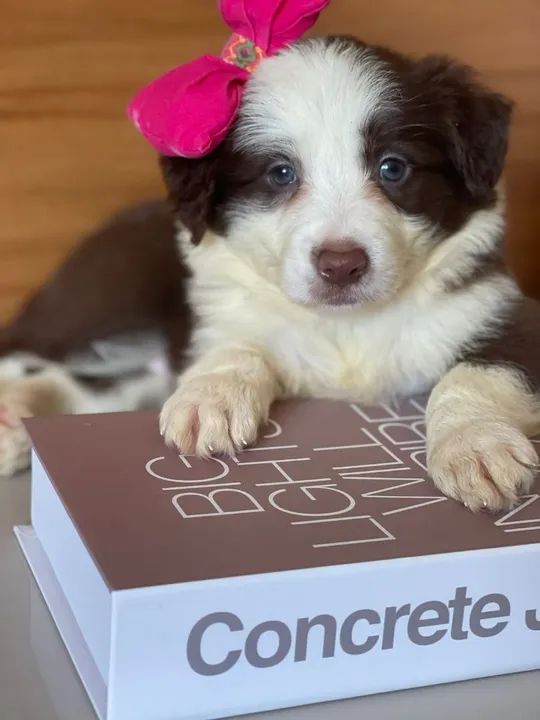 Lindos filhotes de border collie  - Foto 4