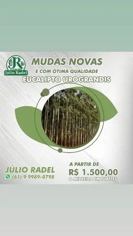 Mudas de Eucalipto, Mudas de Sansão do Campo,.